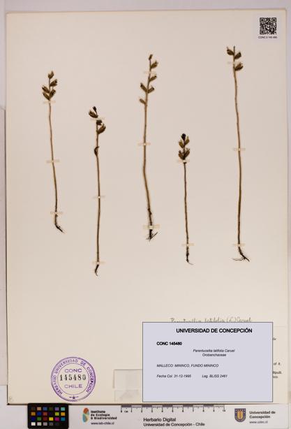 Parentucellia latifolia [Espécimen: UDEC:CONC:0145480]