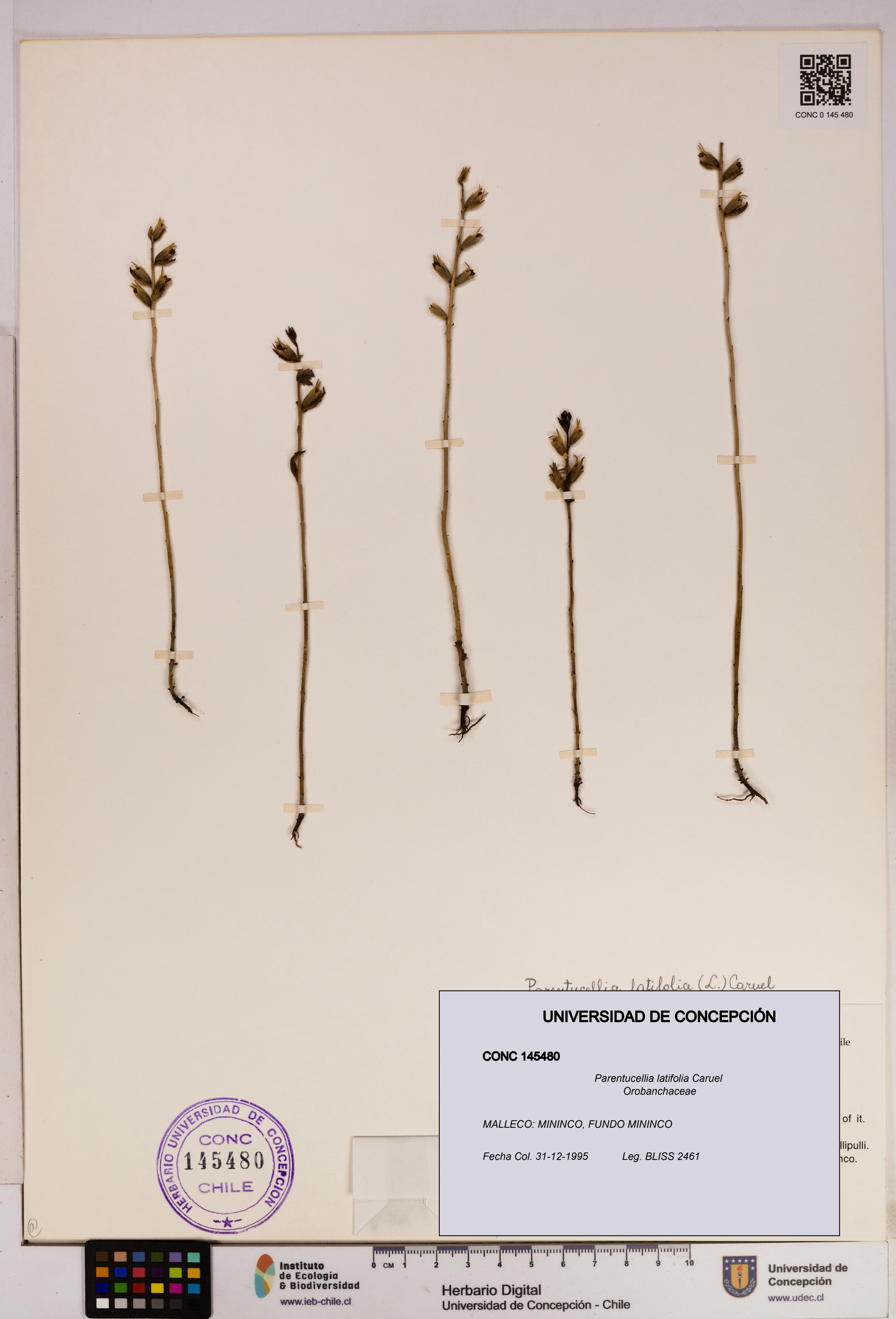 Parentucellia latifolia [Espécimen: UDEC:CONC:0145480]