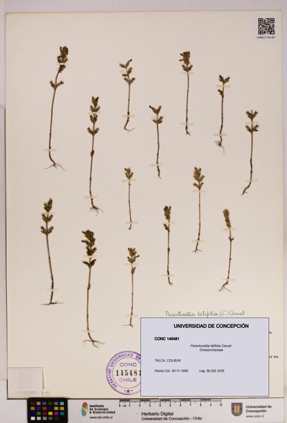 Parentucellia latifolia [Espécimen: UDEC:CONC:0145481]