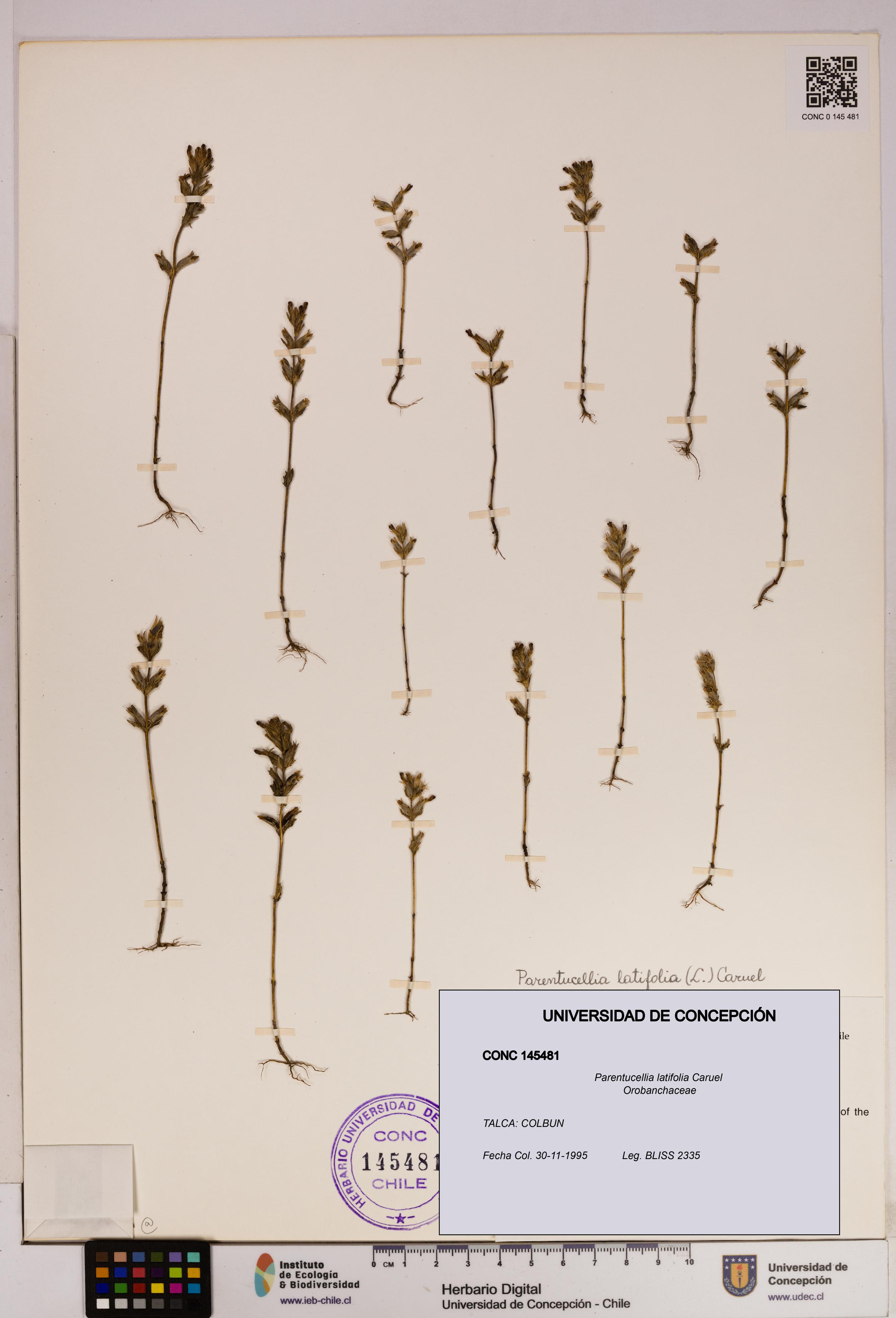 Parentucellia latifolia [Espécimen: UDEC:CONC:0145481]