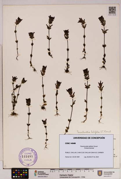 Parentucellia latifolia [Espécimen: UDEC:CONC:0145488]