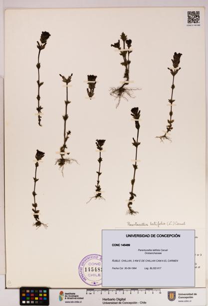 Parentucellia latifolia [Espécimen: UDEC:CONC:0145489]