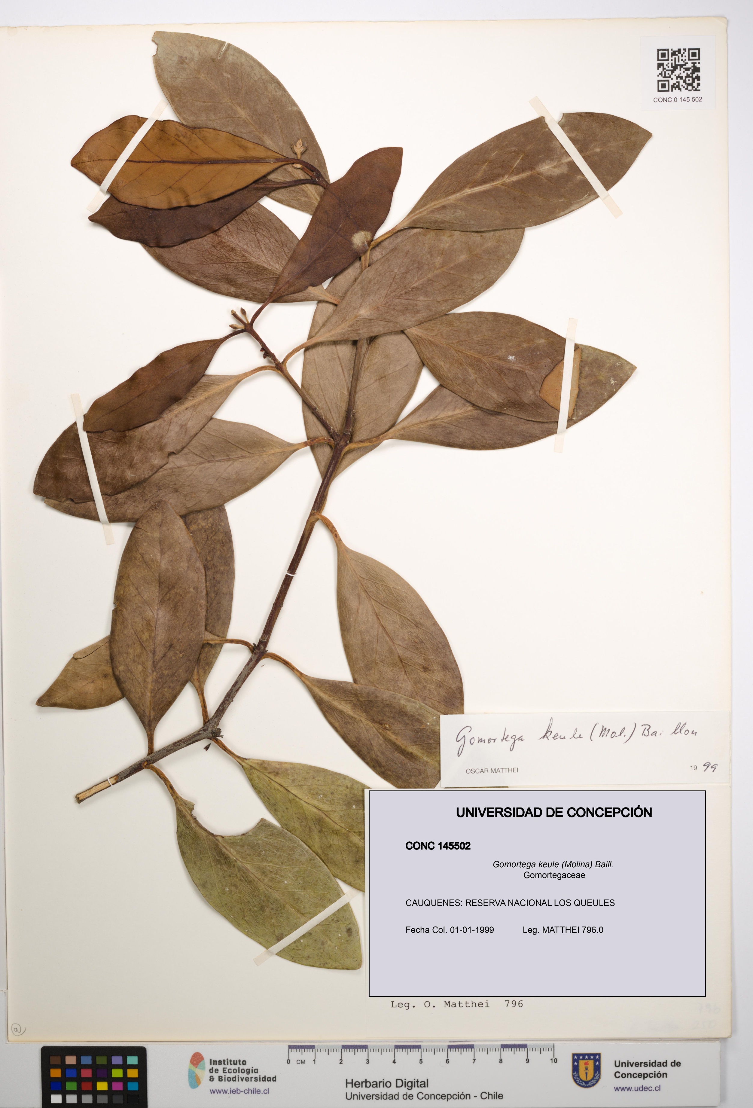 Gomortega keule [Espécimen: UDEC:CONC:0145502]