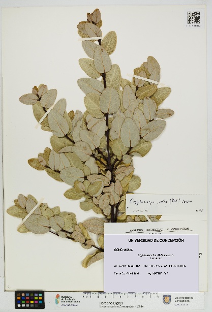 Cryptocarya alba [Espécimen: UDEC:CONC:0145503]