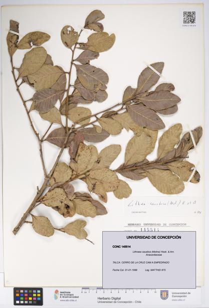 Lithraea caustica [Espécimen: UDEC:CONC:0145514]