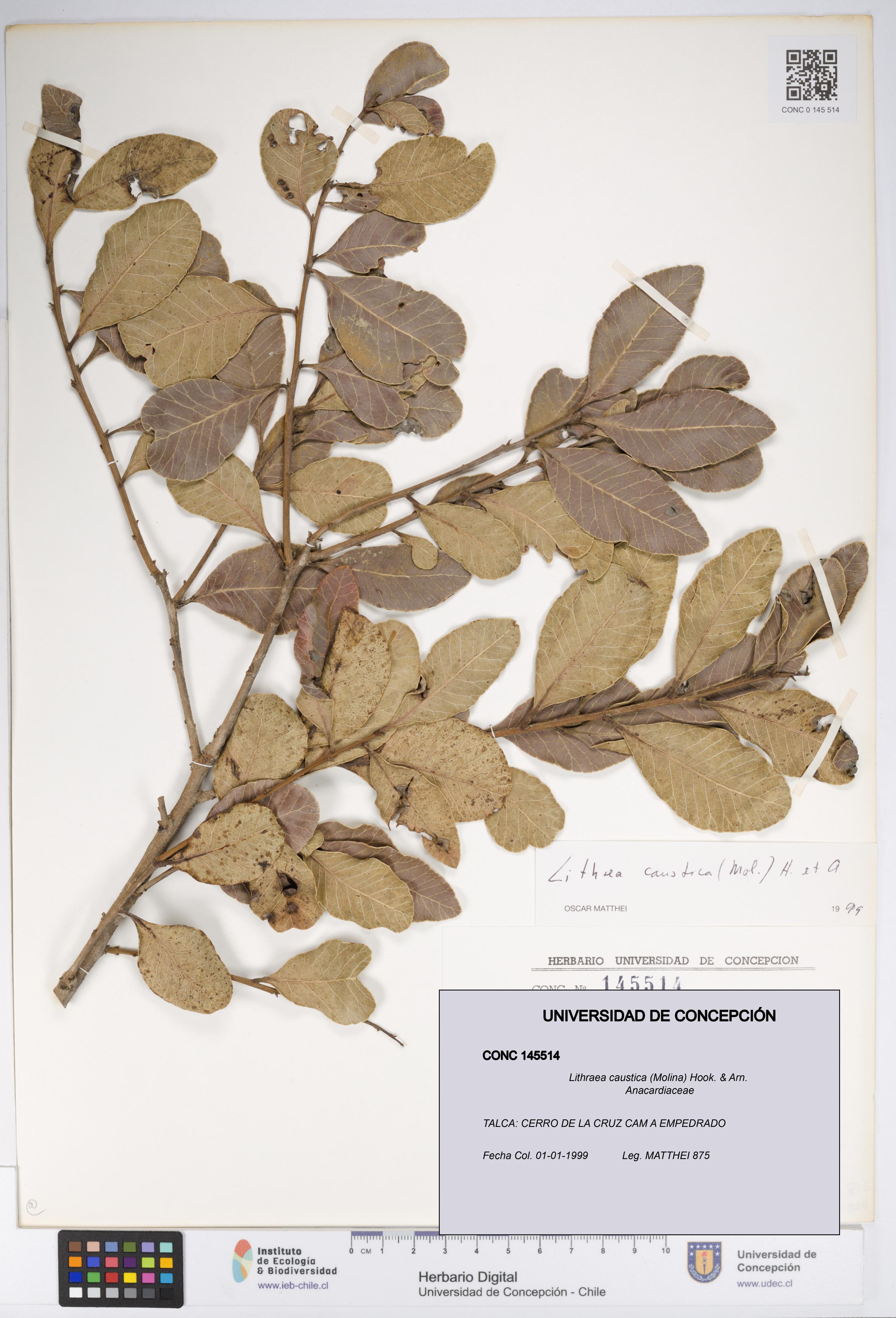 Lithraea caustica [Espécimen: UDEC:CONC:0145514]