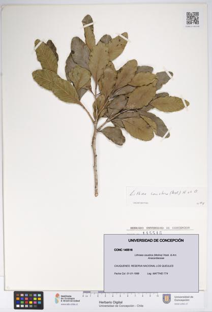 Lithraea caustica [Espécimen: UDEC:CONC:0145516]