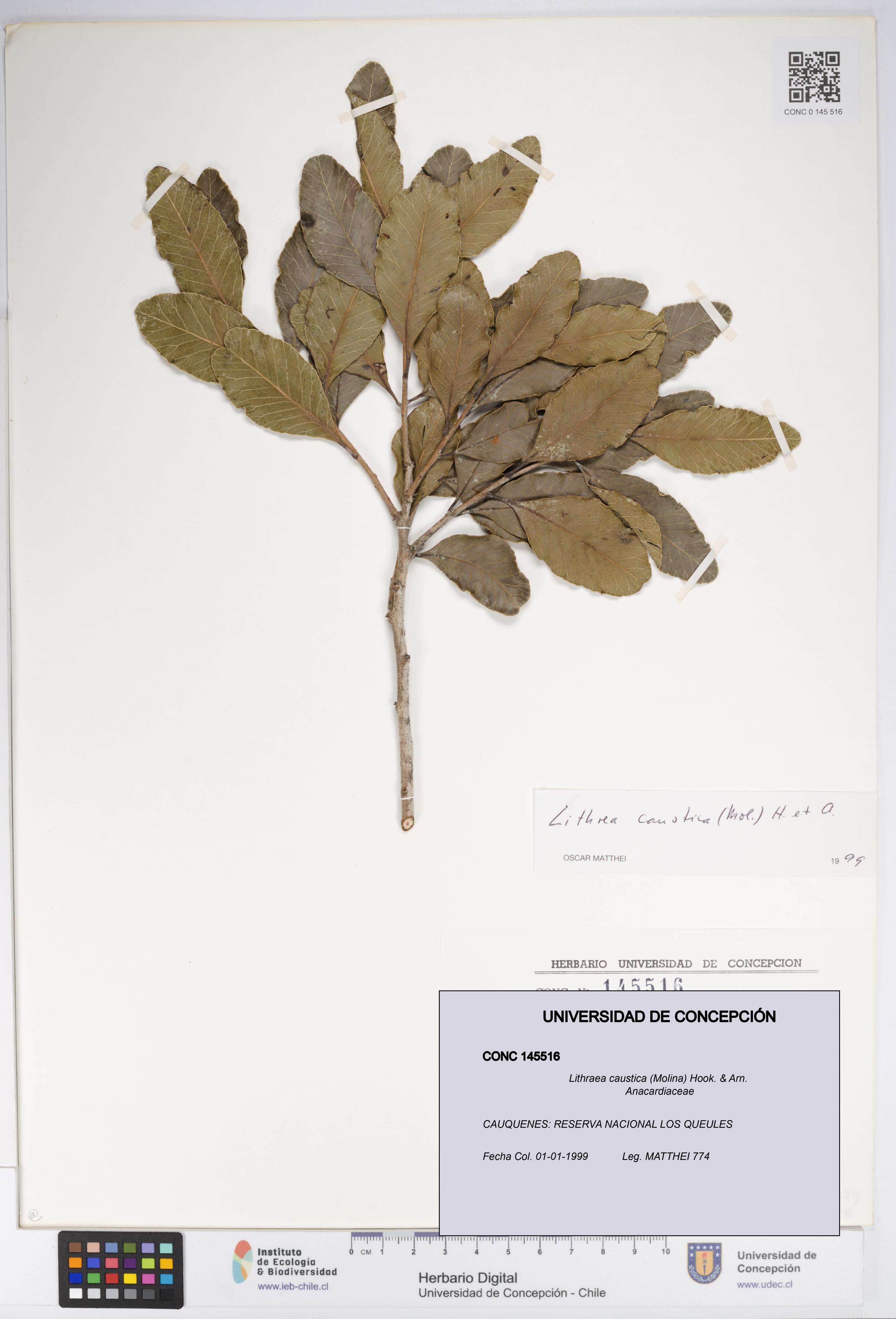 Lithraea caustica [Espécimen: UDEC:CONC:0145516]