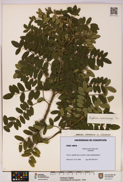 Sophora macrocarpa [Espécimen: UDEC:CONC:0145518]