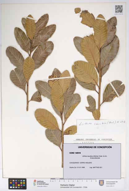 Lithraea caustica [Espécimen: UDEC:CONC:0145519]