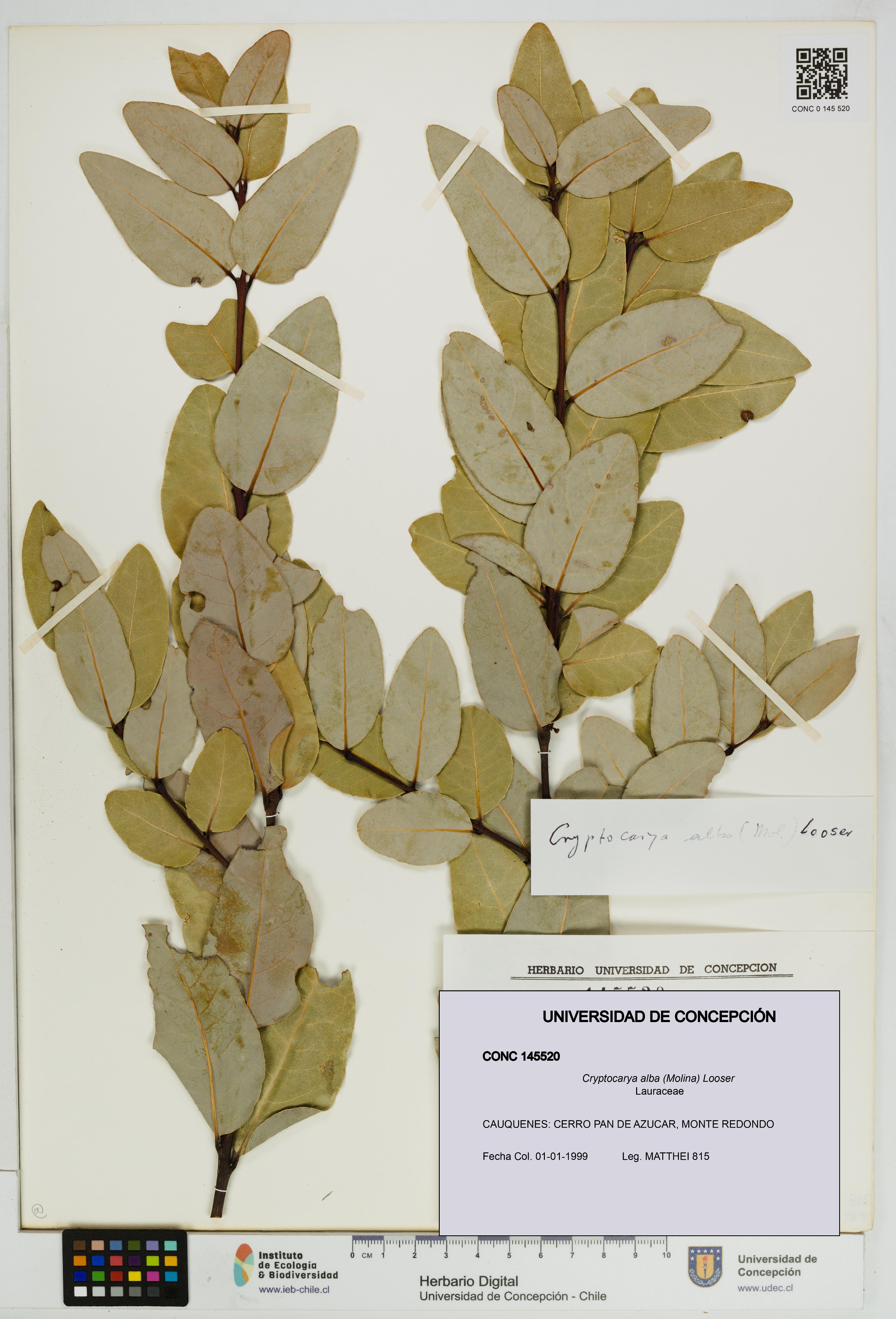 Cryptocarya alba [Espécimen: UDEC:CONC:0145520]