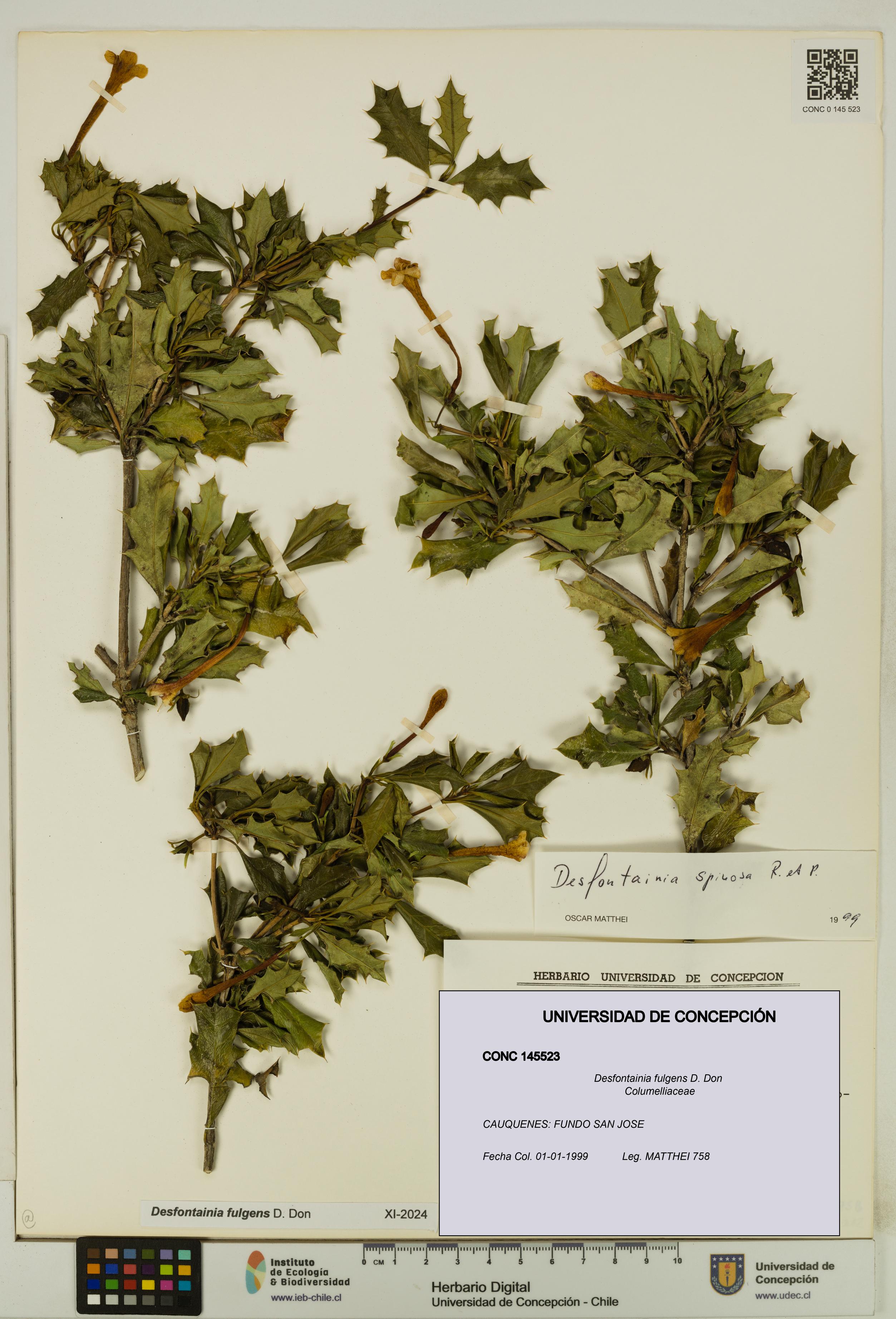 Desfontainia fulgens [Espécimen: UDEC:CONC:0145523]