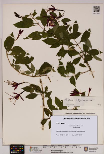 Fuchsia magellanica [Espécimen: UDEC:CONC:0145531]