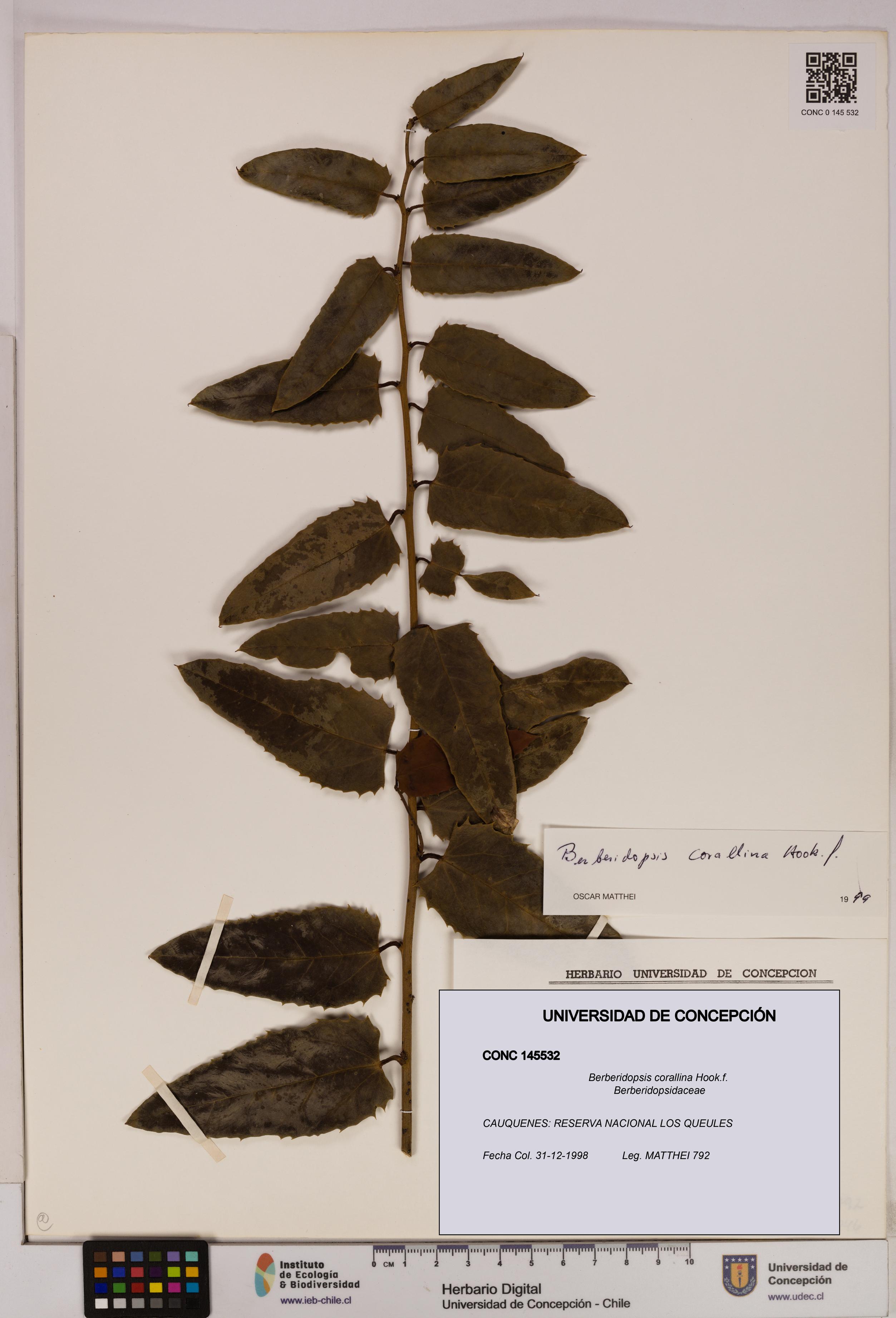 Berberidopsis corallina [Espécimen: UDEC:CONC:0145532]
