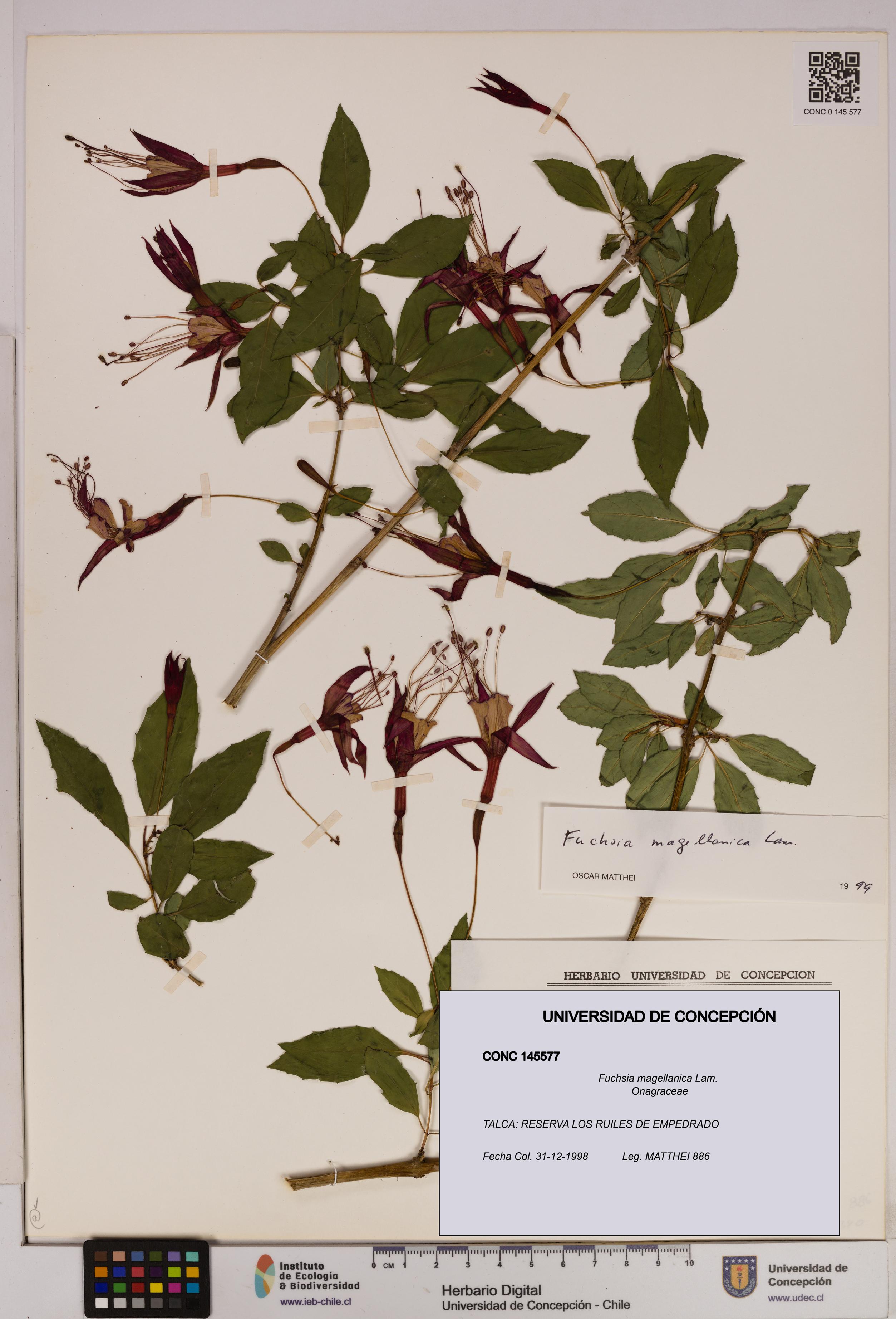 Fuchsia magellanica [Espécimen: UDEC:CONC:0145577]