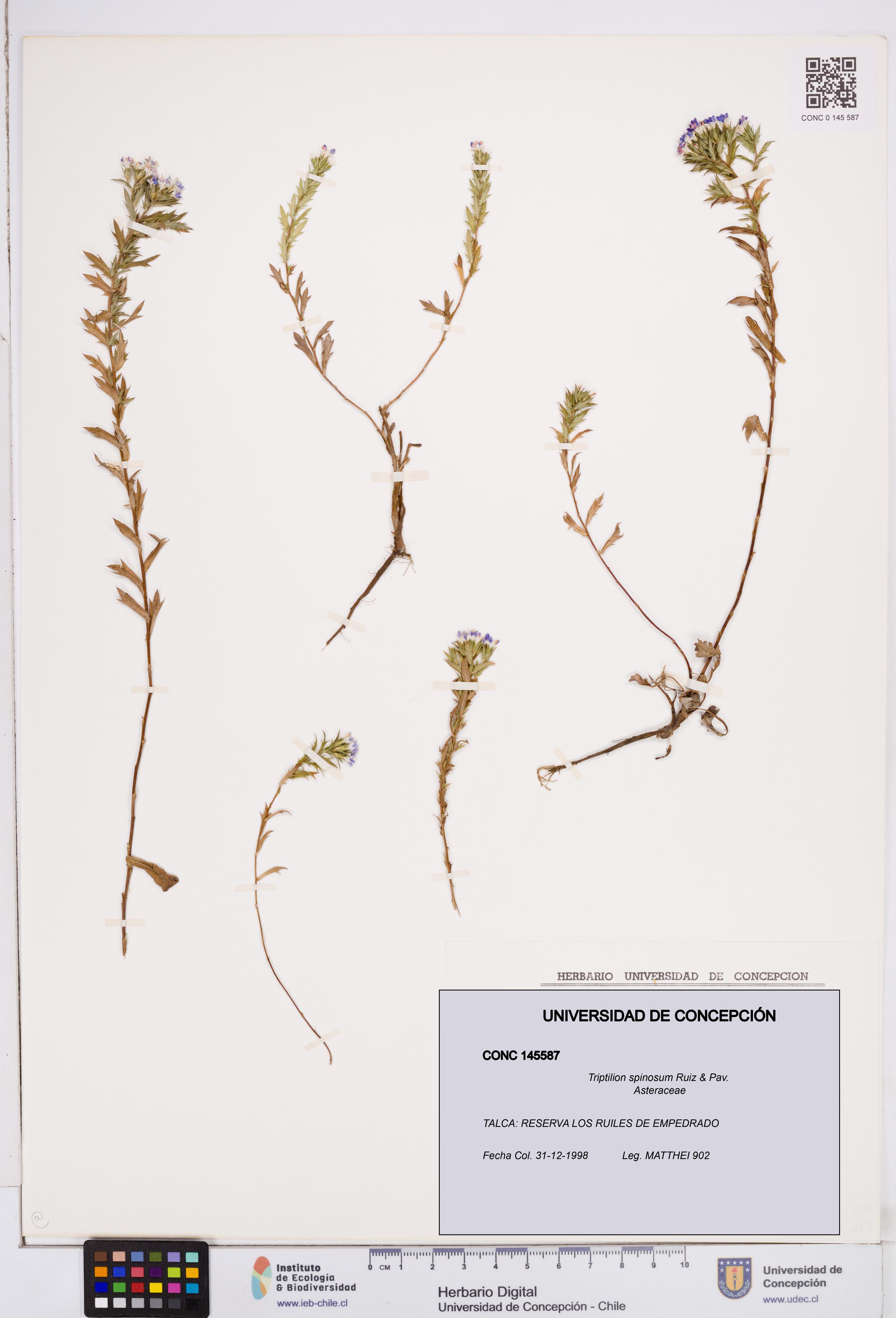 Triptilion spinosum [Espécimen: ]