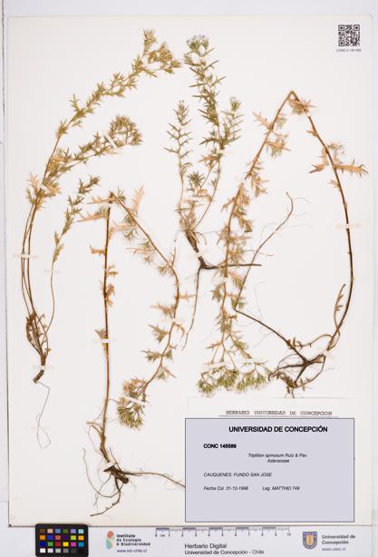 Triptilion spinosum [Espécimen: ]