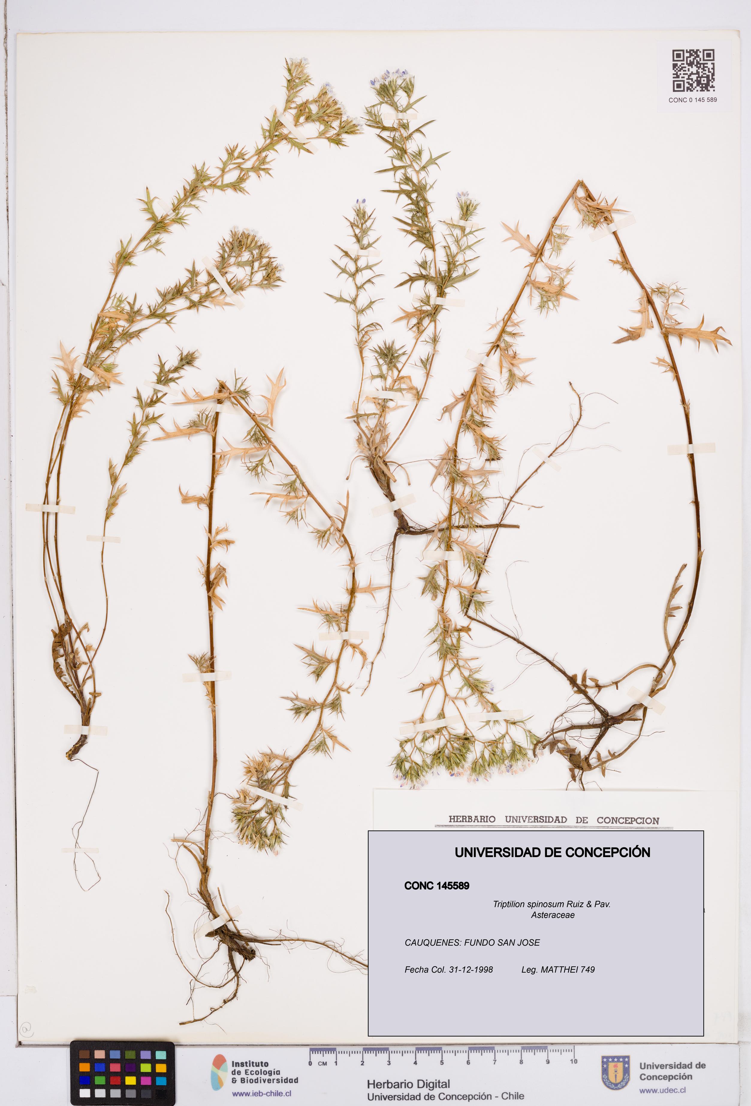 Triptilion spinosum [Espécimen: ]