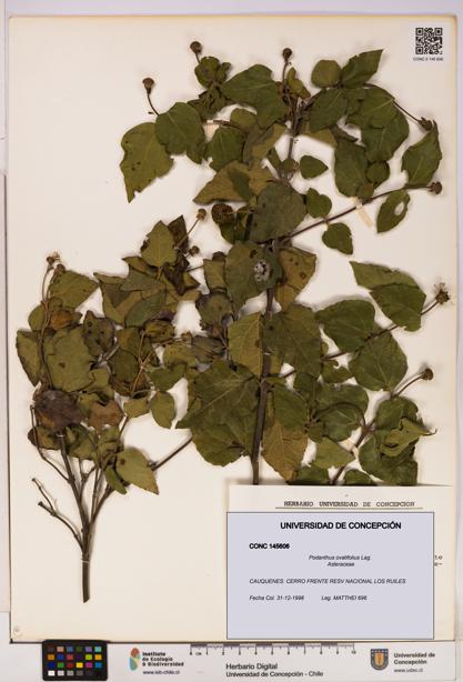 Podanthus ovatifolius [Espécimen: ]