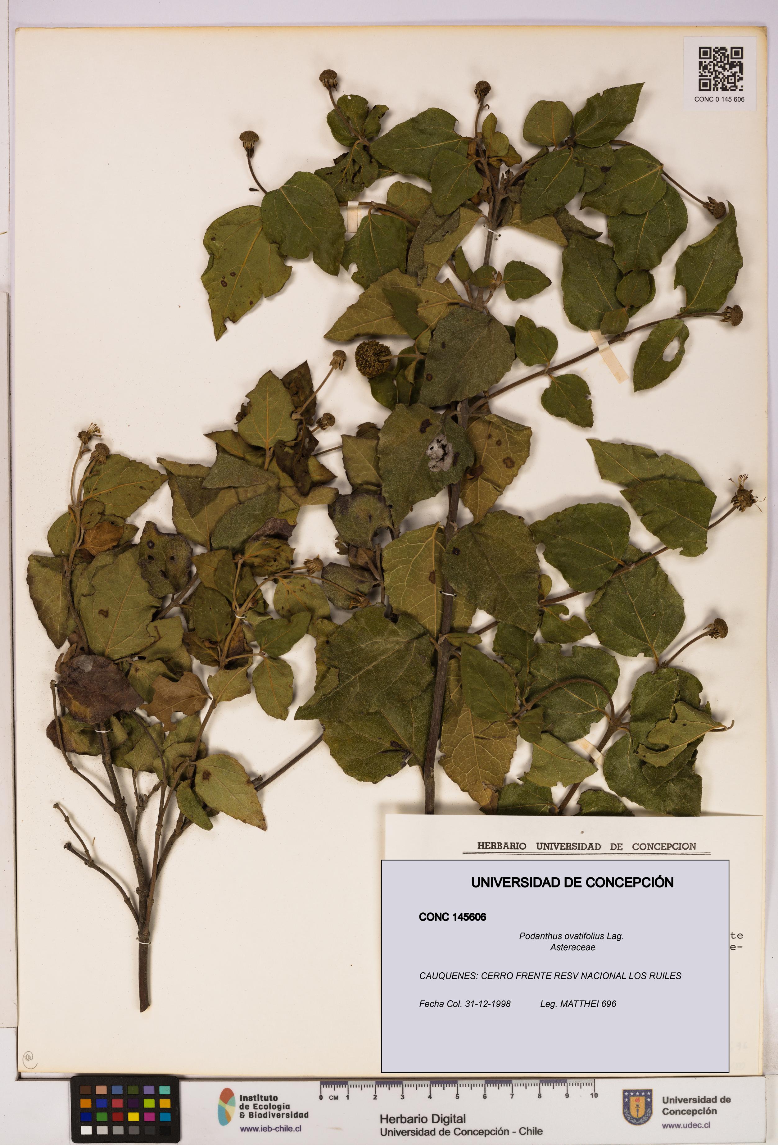 Podanthus ovatifolius [Espécimen: ]
