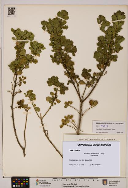 Baccharis rhomboidalis [Espécimen: UDEC:CONC:0145613]
