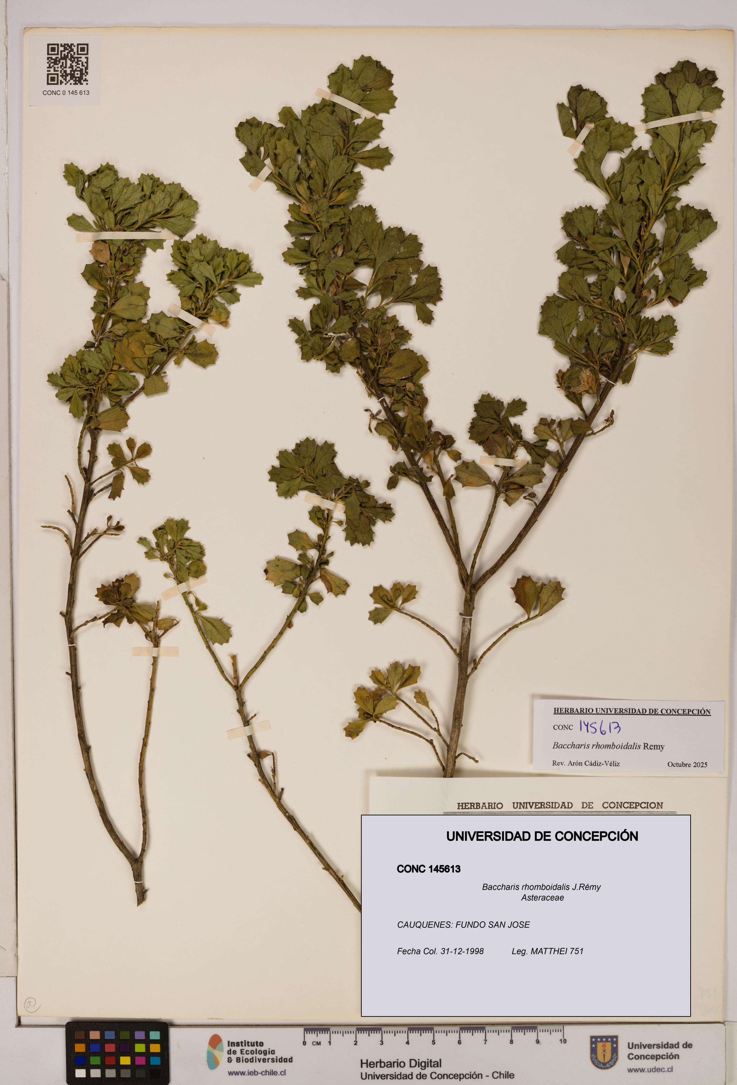 Baccharis rhomboidalis [Espécimen: UDEC:CONC:0145613]