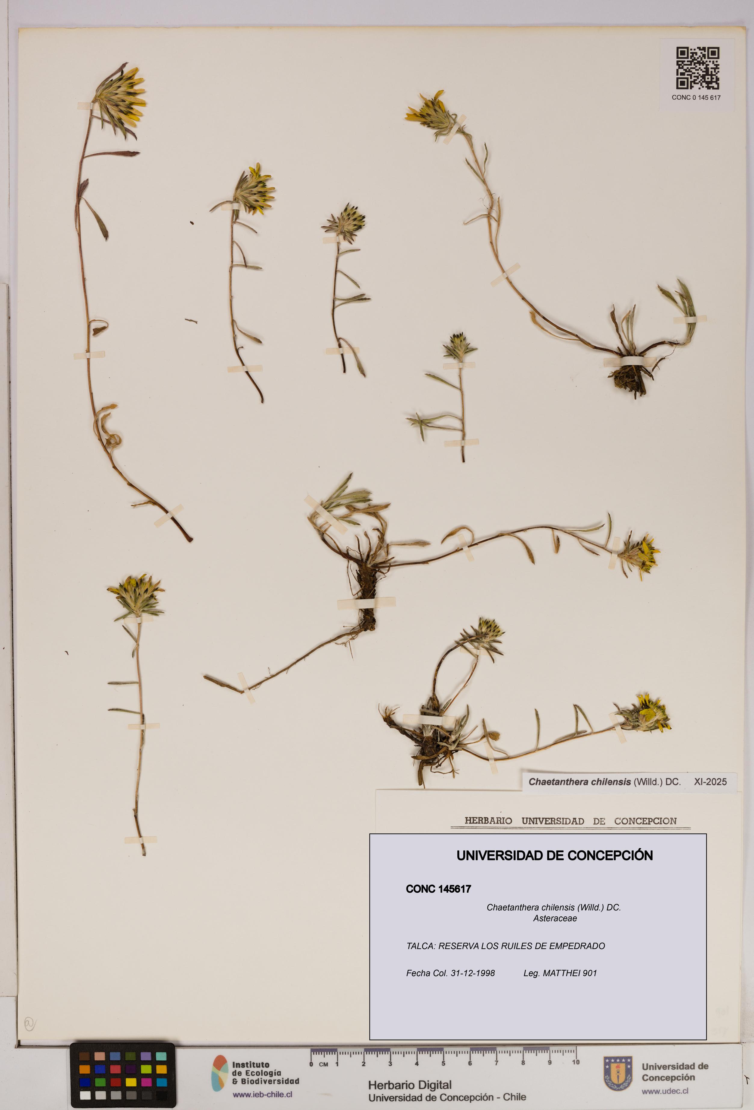 Chaetanthera chilensis [Espécimen: UDEC:CONC:0145617]