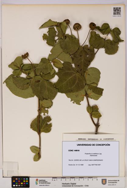 Podanthus ovatifolius [Espécimen: ]