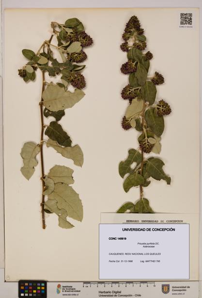 Proustia pyrifolia [Espécimen: UDEC:CONC:0145619]