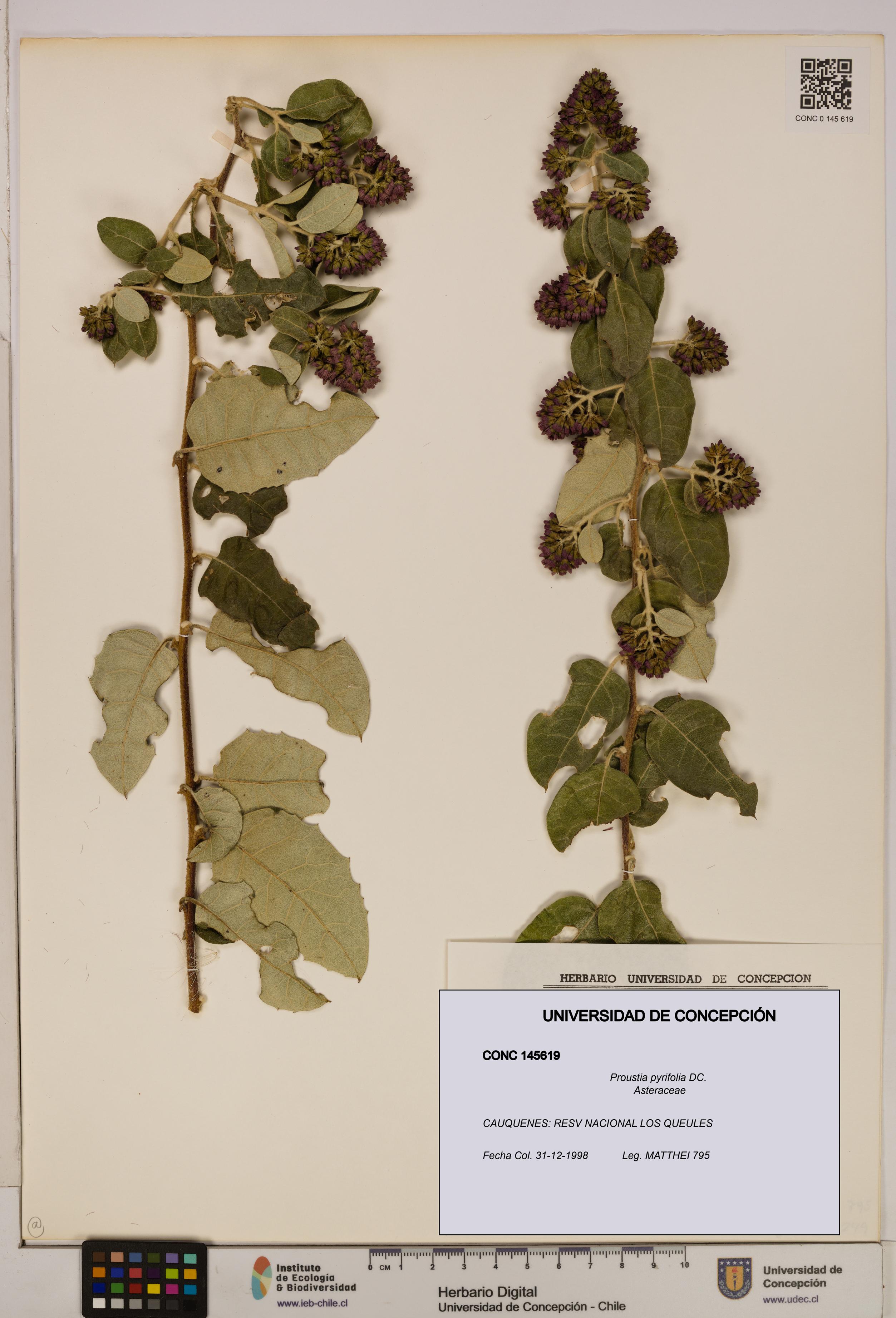 Proustia pyrifolia [Espécimen: UDEC:CONC:0145619]