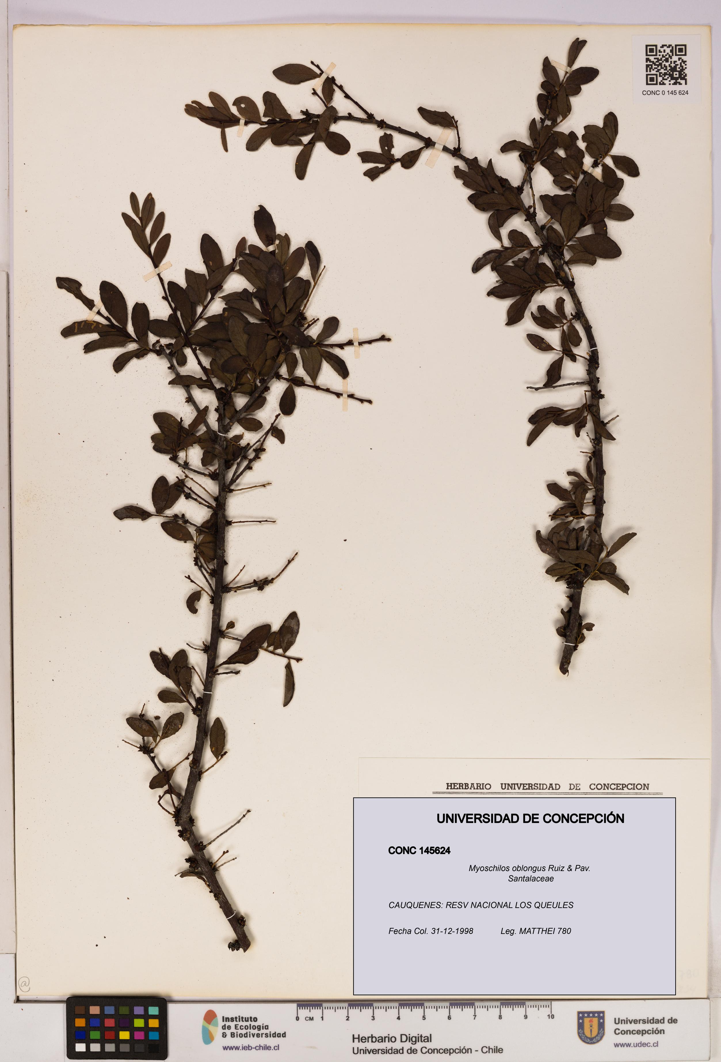 Myoschilos oblongus [Espécimen: UDEC:CONC:0145624]