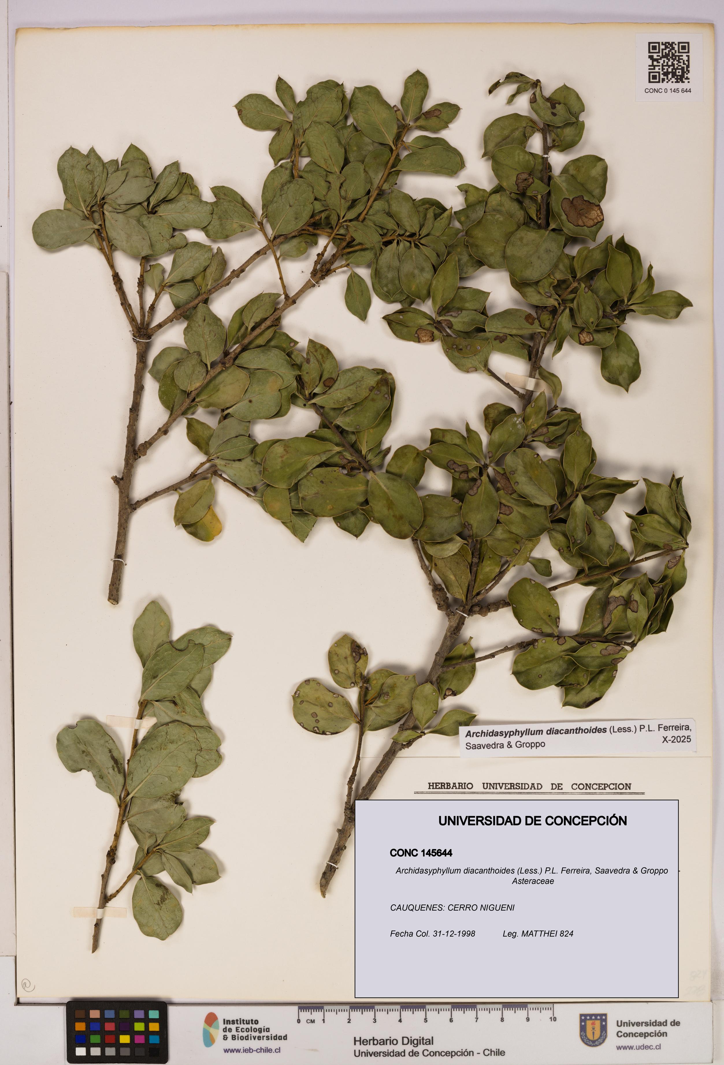 Archidasyphyllum diacanthoides [Espécimen: UDEC:CONC:0145644]