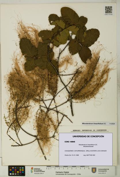 Misodendrum linearifolium [Espécimen: UDEC:CONC:0145645]