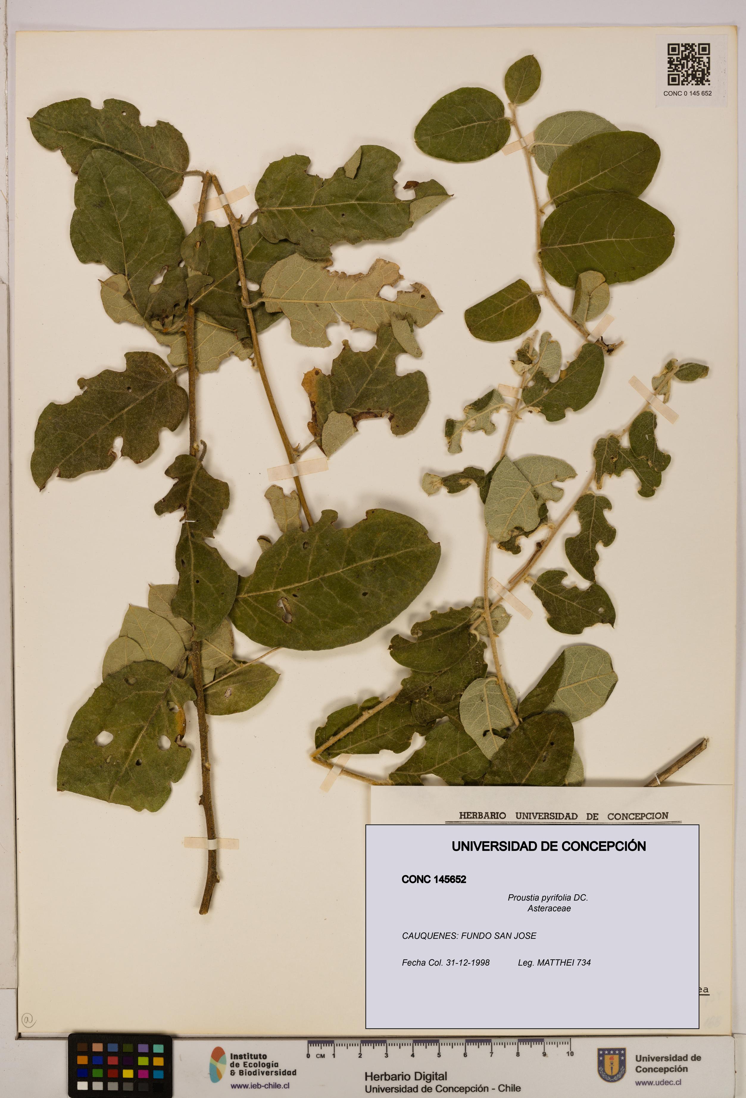 Proustia pyrifolia [Espécimen: UDEC:CONC:0145652]