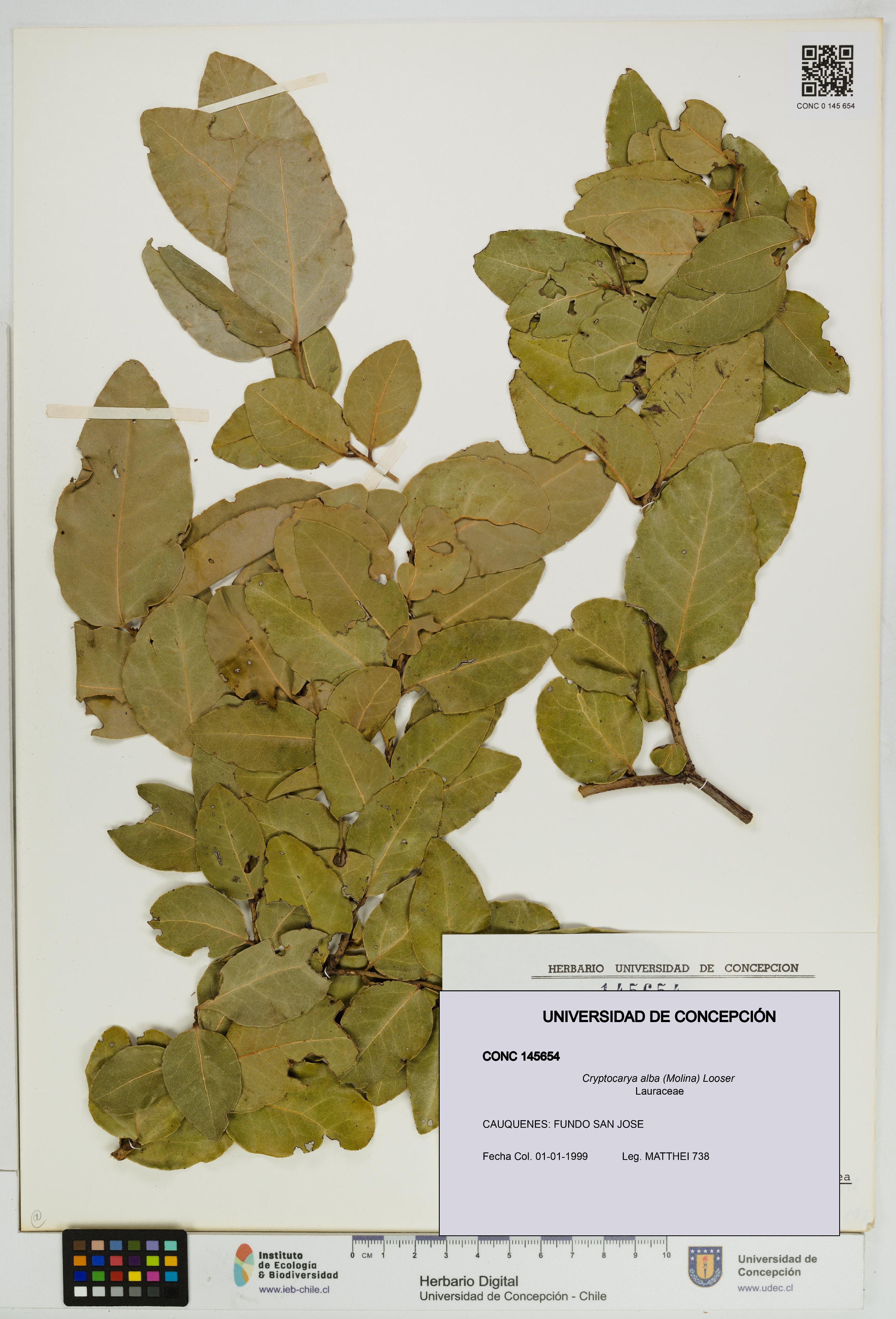 Cryptocarya alba [Espécimen: UDEC:CONC:0145654]