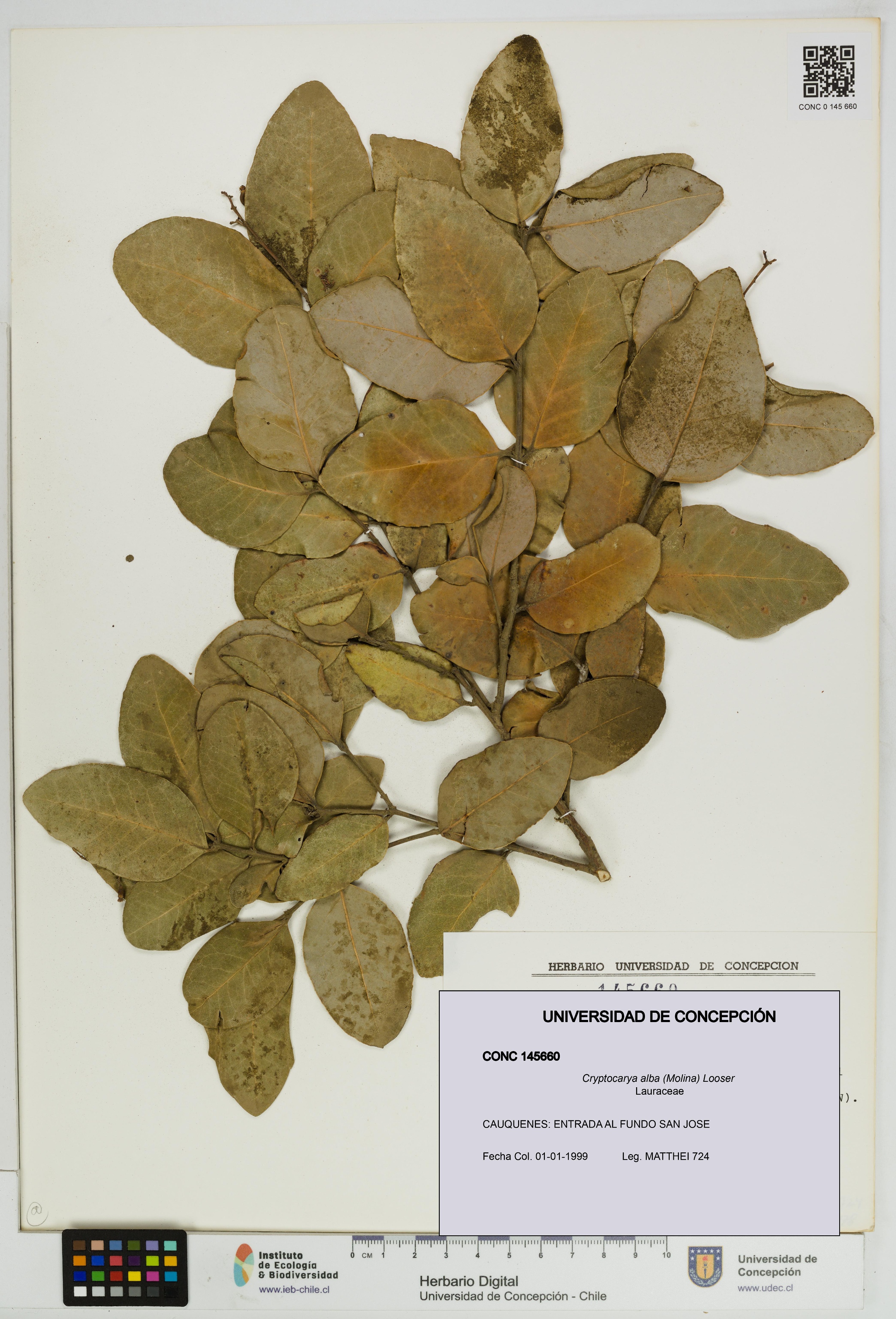 Cryptocarya alba [Espécimen: UDEC:CONC:0145660]