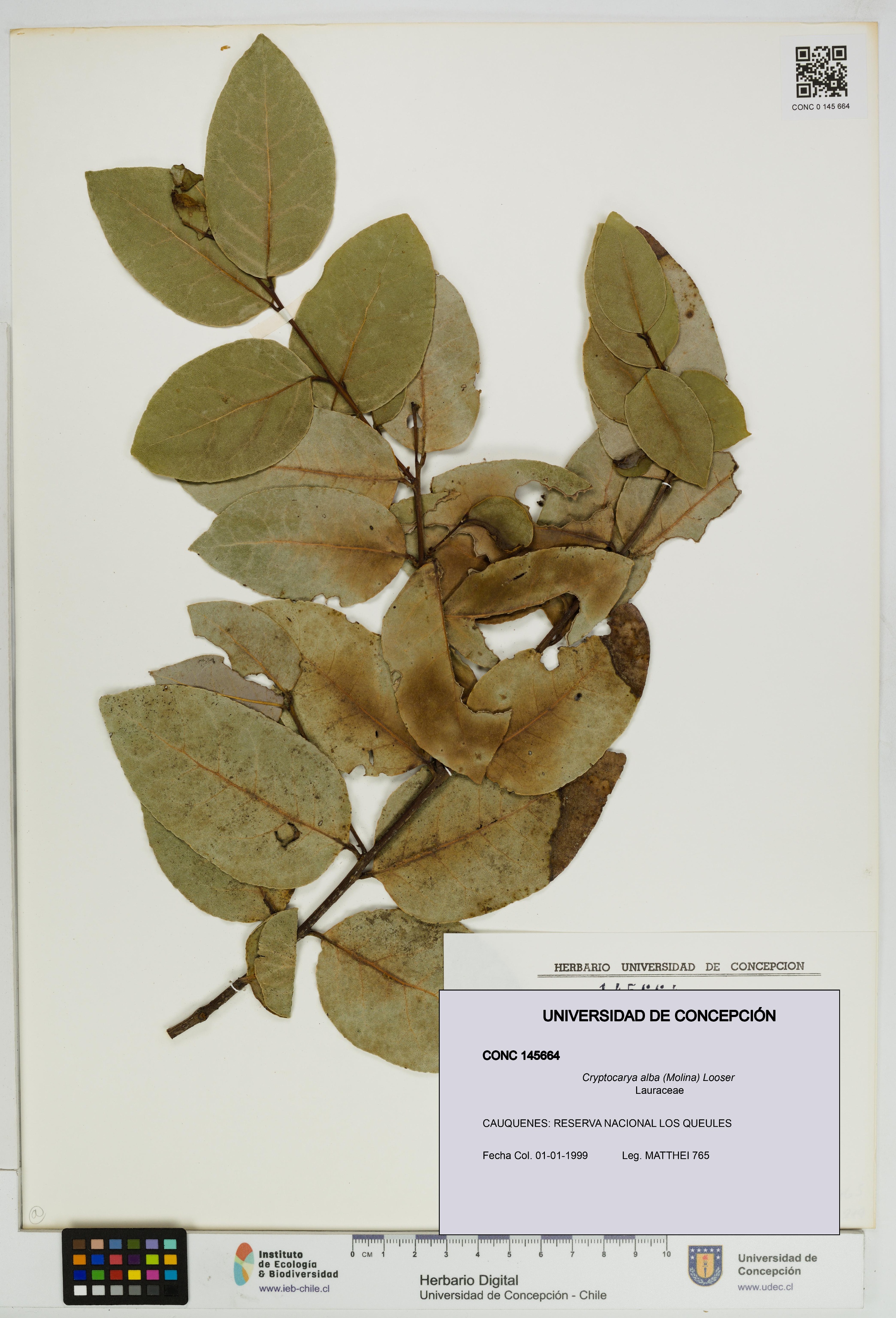 Cryptocarya alba [Espécimen: UDEC:CONC:0145664]