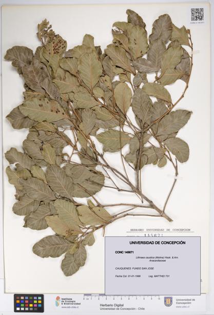 Lithraea caustica [Espécimen: UDEC:CONC:0145671]