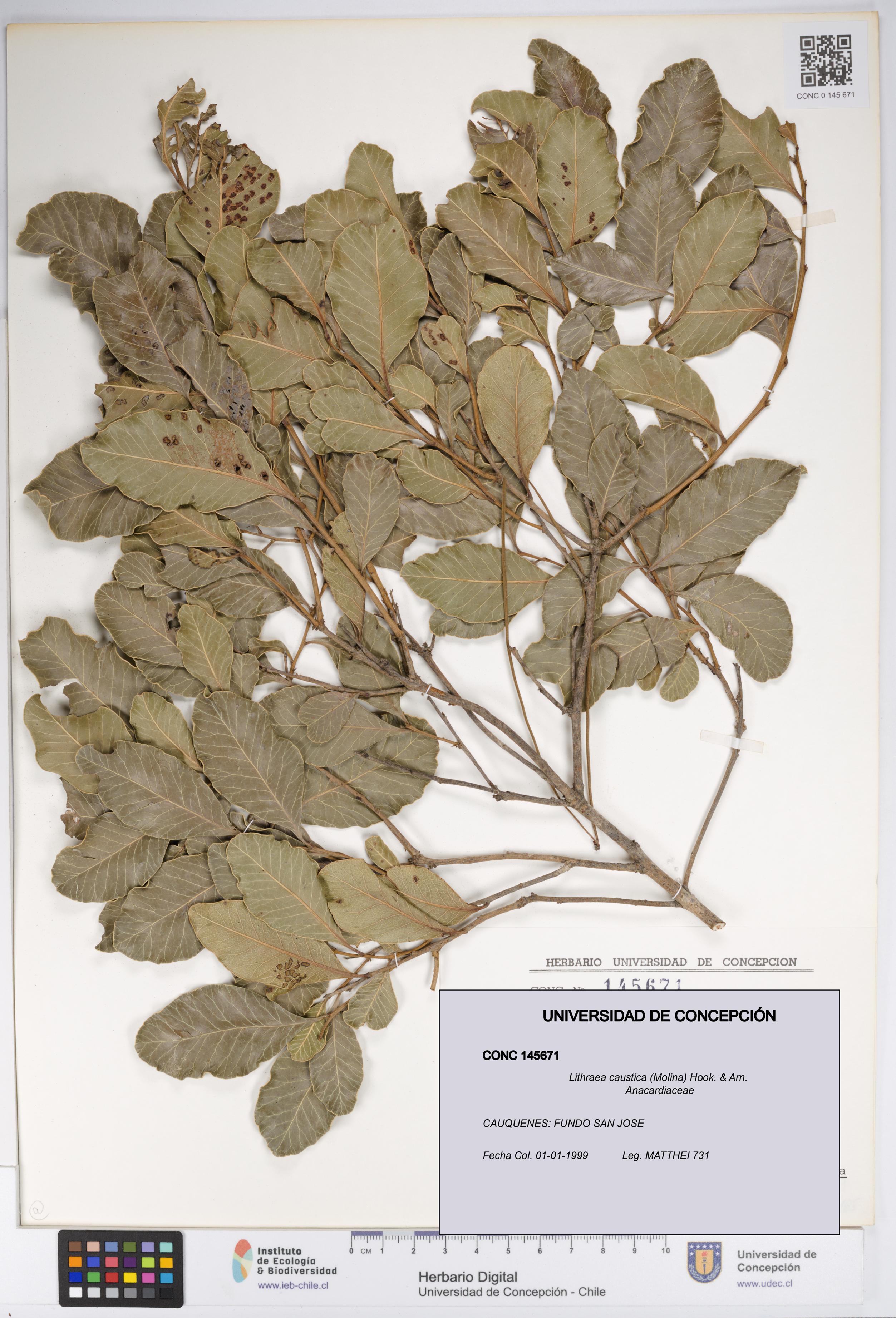 Lithraea caustica [Espécimen: UDEC:CONC:0145671]