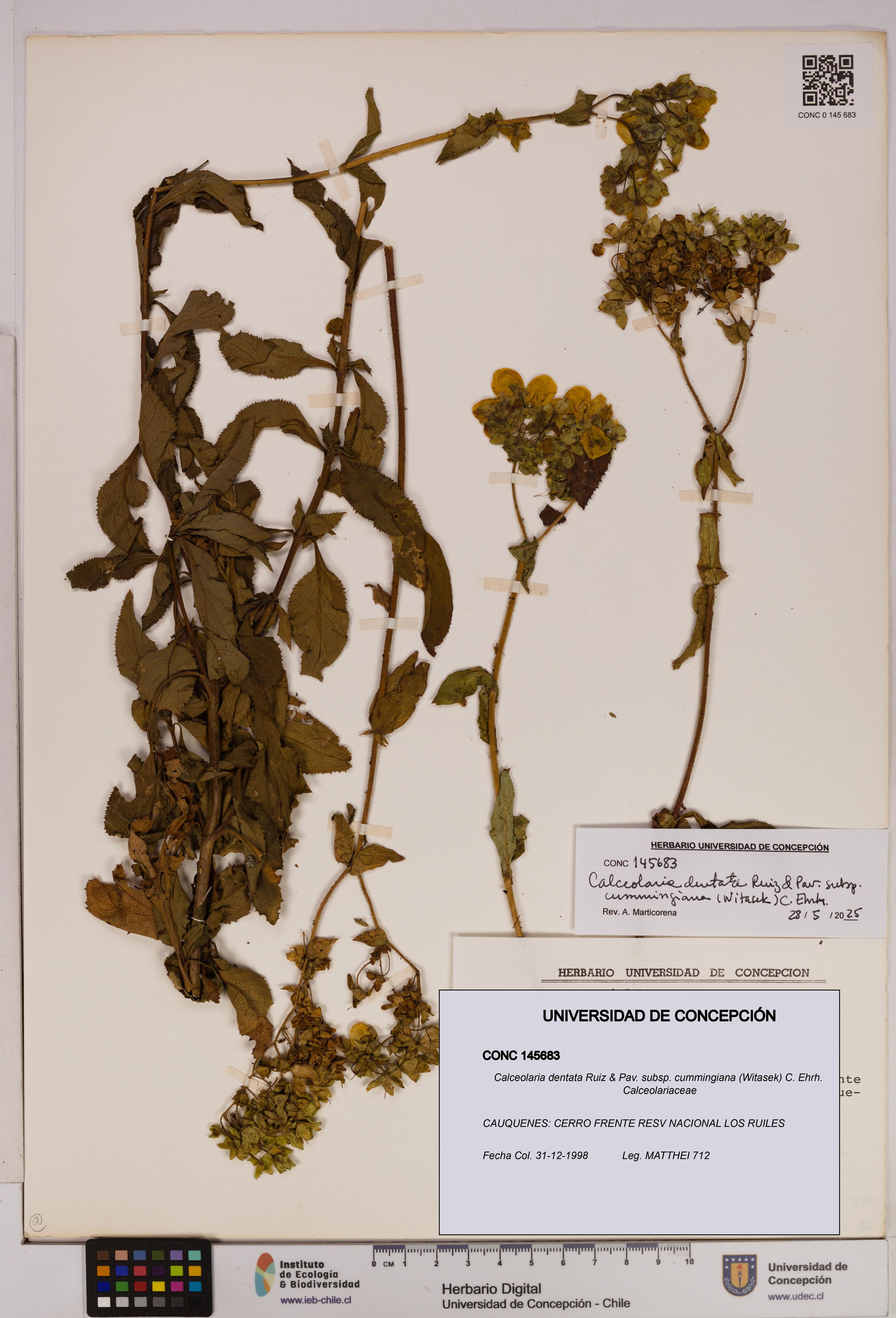 Calceolaria dentata subsp. cummingiana [Espécimen: UDEC:CONC:0145683]