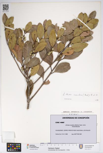 Lithraea caustica [Espécimen: UDEC:CONC:0145687]