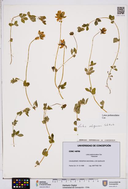Lotus pedunculatus [Espécimen: ]