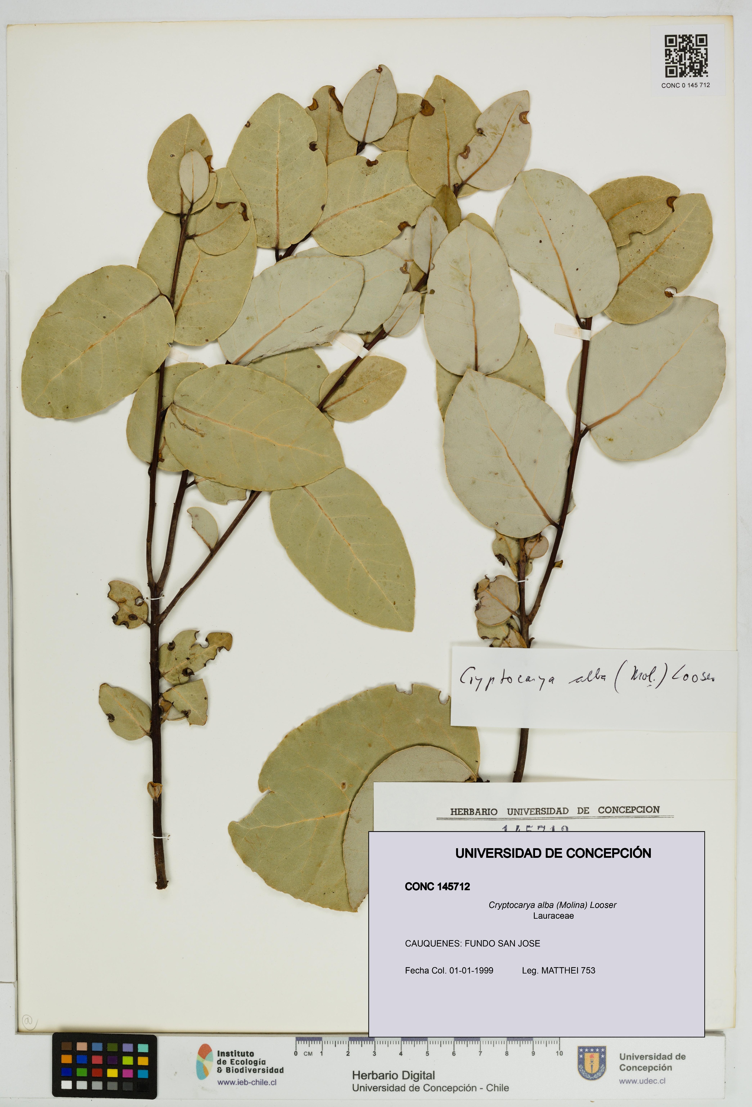 Cryptocarya alba [Espécimen: UDEC:CONC:0145712]