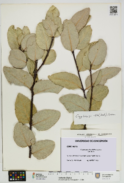 Cryptocarya alba [Espécimen: UDEC:CONC:0145713]