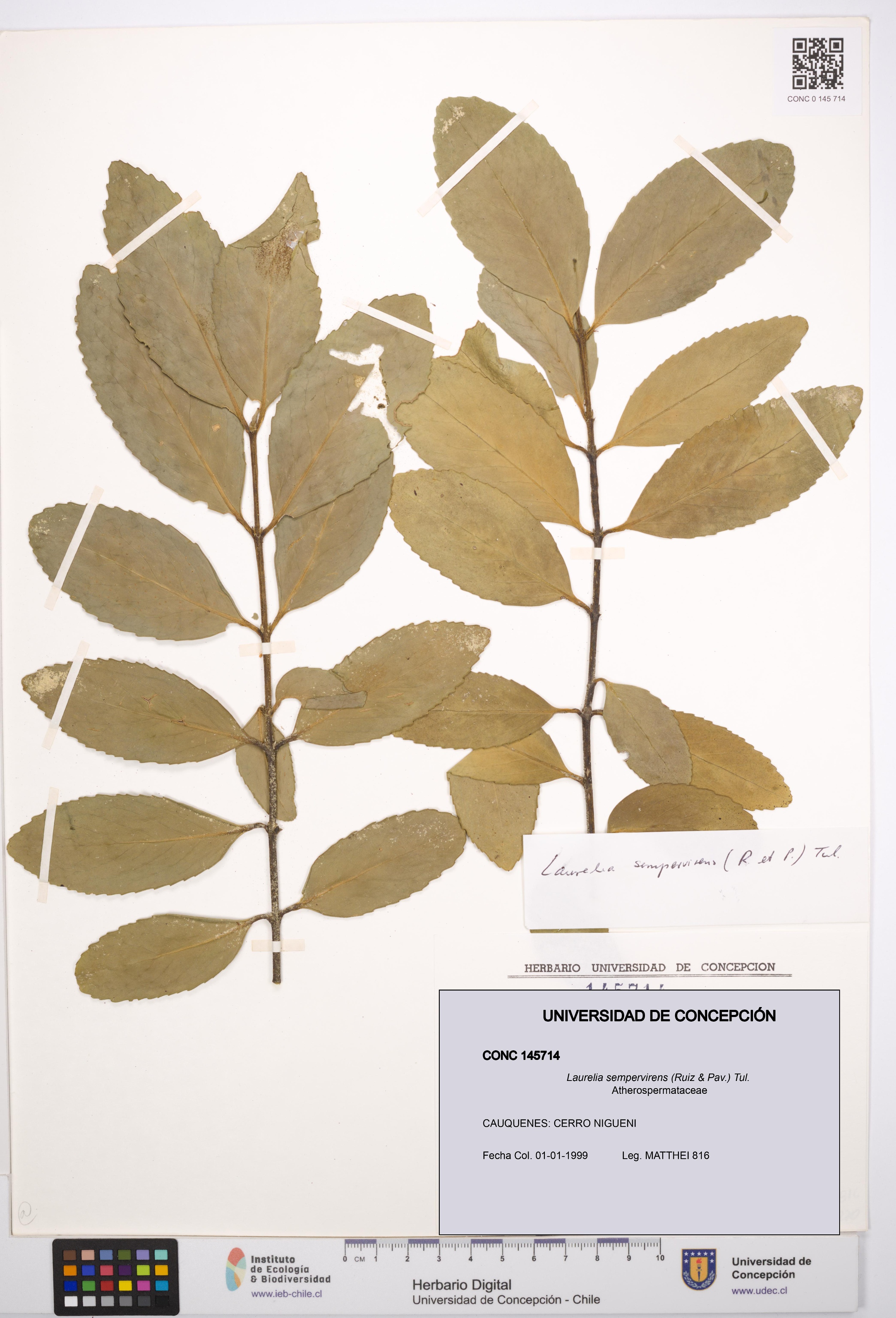 Laurelia sempervirens [Espécimen: UDEC:CONC:0145714]
