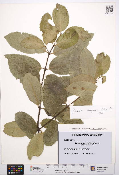 Laurelia sempervirens [Espécimen: UDEC:CONC:0145715]