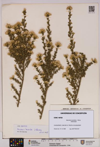 Baccharis lycioides [Espécimen: UDEC:CONC:0145722]