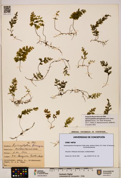 Hymenophyllum ferrugineum [Espécimen: UDEC:CONC:0145724]