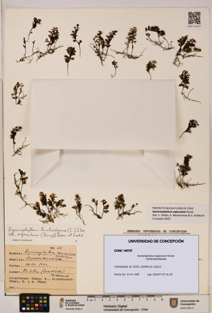 Hymenophyllum asperulum [Espécimen: UDEC:CONC:0145727]