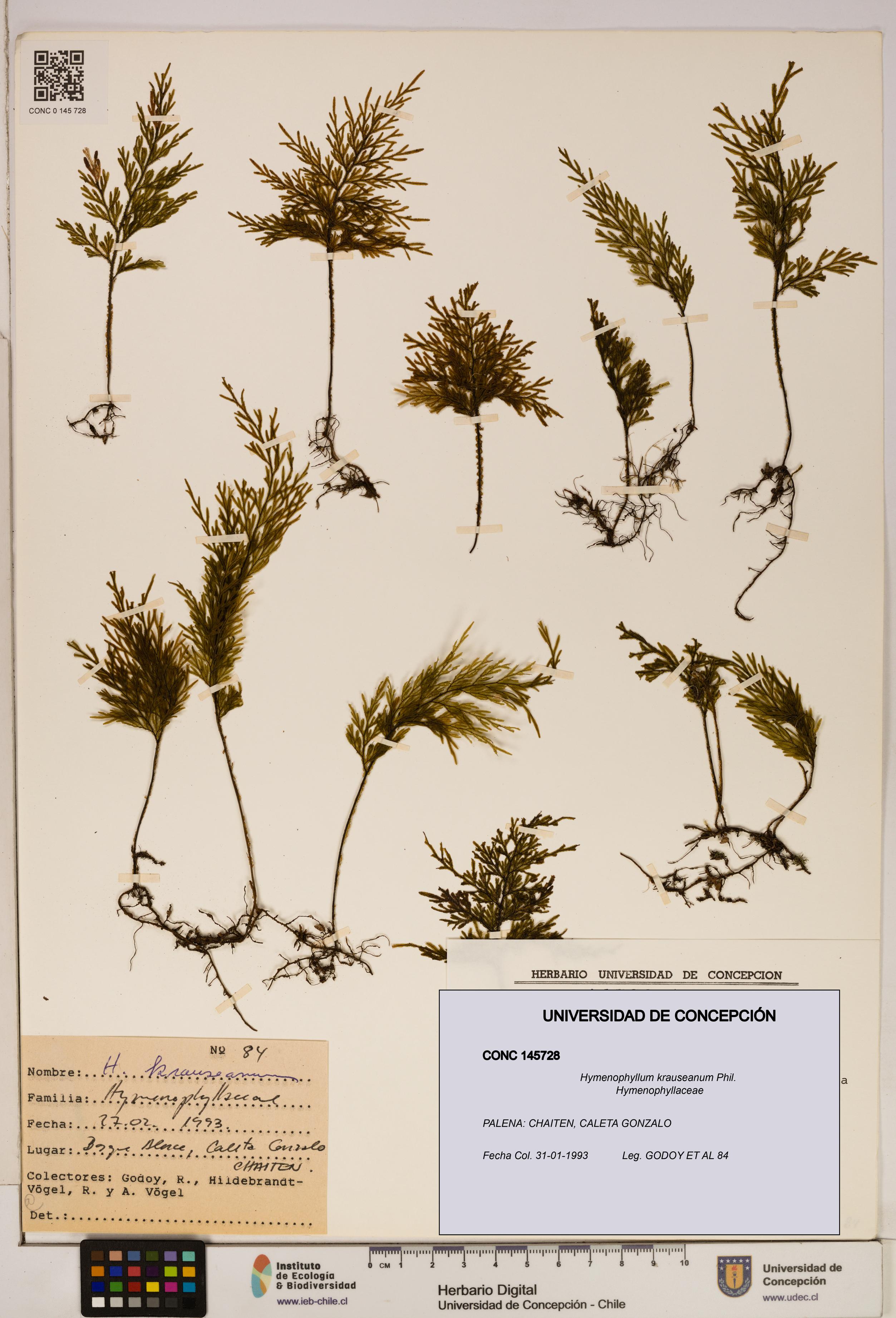 Hymenophyllum krauseanum [Espécimen: ]